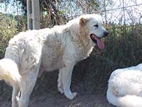 molossi rustici, cane corso bianco